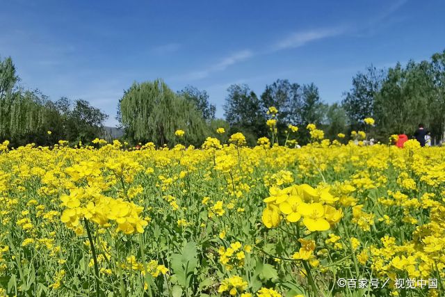 北京,位于玉泉山下的玉东郊野公园的油菜花进入盛开期,也是距离市区